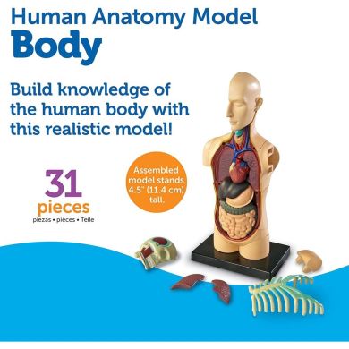 Учебная модель Тело человека Learning Resources Learning Resources LER3336