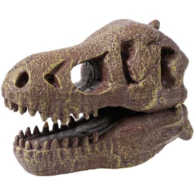 Музейний череп динозавра T-Rex BUKI FRANCE 2130