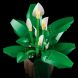 Конструктор LEGO Botanicals Спатифілум 11504