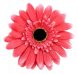 Квітка декоративна Micro Pink AC4605