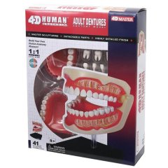 Об'ємна анатомічна модель 4D Master Зубний ряд людини FM-626015
