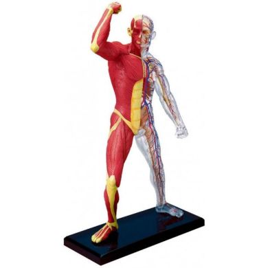 Об'ємна анатомічна модель 4D Master М'язи і скелет людини FM-626010