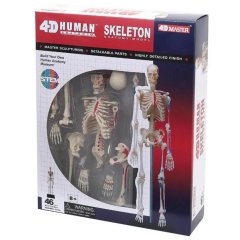 Об'ємна анатомічна модель 4D Master Скелет людини FM-626011