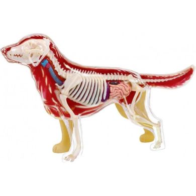 Объемная анатомическая модель 4D Master Собака золотистый ретривер FM-622007