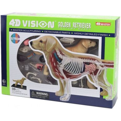 Объемная анатомическая модель 4D Master Собака золотистый ретривер FM-622007