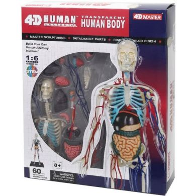 Об'ємна анатомічна модель 4D Master Тіло людини прозоре FM-626204