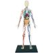 Об'ємна анатомічна модель 4D Master Тіло людини прозоре FM-626204