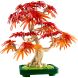 Конструктор Бонсай з японського червоного клена LEGO Botanicals 10348