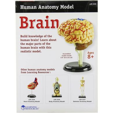Навчальна модель Мозок людини Learning Resources LER3335