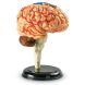Навчальна модель Мозок людини Learning Resources LER3335
