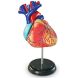 Навчальна модель Серце людини Learning Resources Learning Resources LER3334
