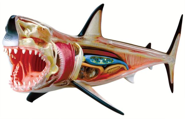 3D Пазл 4D Master Велика біла акула, 20 елементів 26111