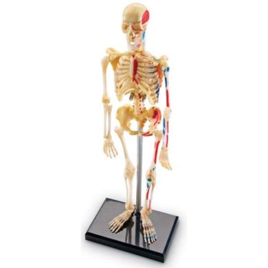 Навчальна модель Скелет людини Learning Resources Learning Resources LER3337