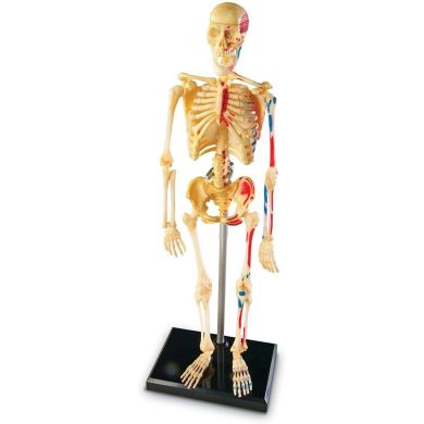 Учебная модель Скелет человека Learning Resources Learning Resources LER3337